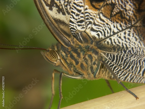 Closeup on a tropical butterfly, Morpho helenor in a tropical butterfly center photo