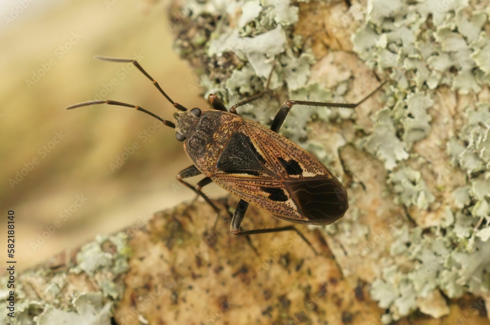 Closeup of Graptopeltus lynceus bug crawling on the rocks Closeup of Graptopeltus lynceus bug crawling on the rocks