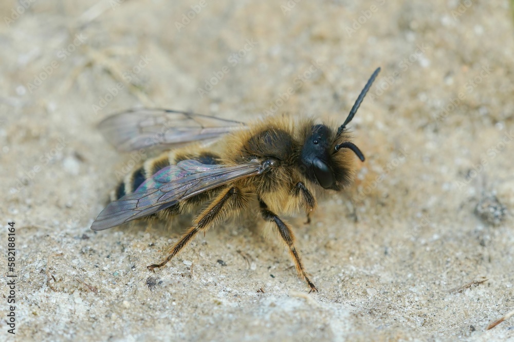 Closeup on a male Yellow legged mining bee, Andrena flavipes, walking on the ground Closeup on a male Yellow legged mining bee, Andrena flavipes, walking on the ground