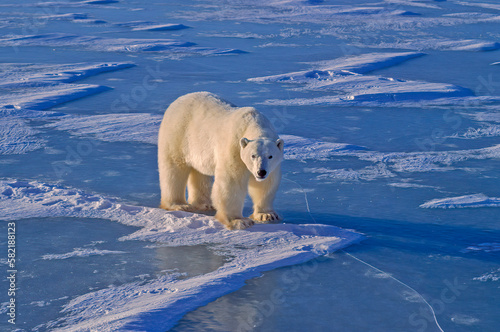 Large male polar bear on frozenlake