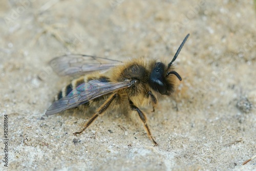 Closeup on a male Yellow legged mining bee, Andrena flavipes, walking on the ground