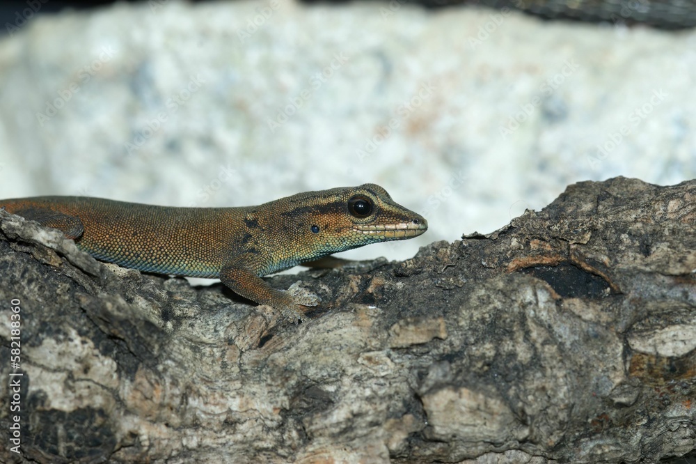 A closeup on the critically endangered turquoise Williams Electr A closeup on the critically endangered turquoise Williams Electr