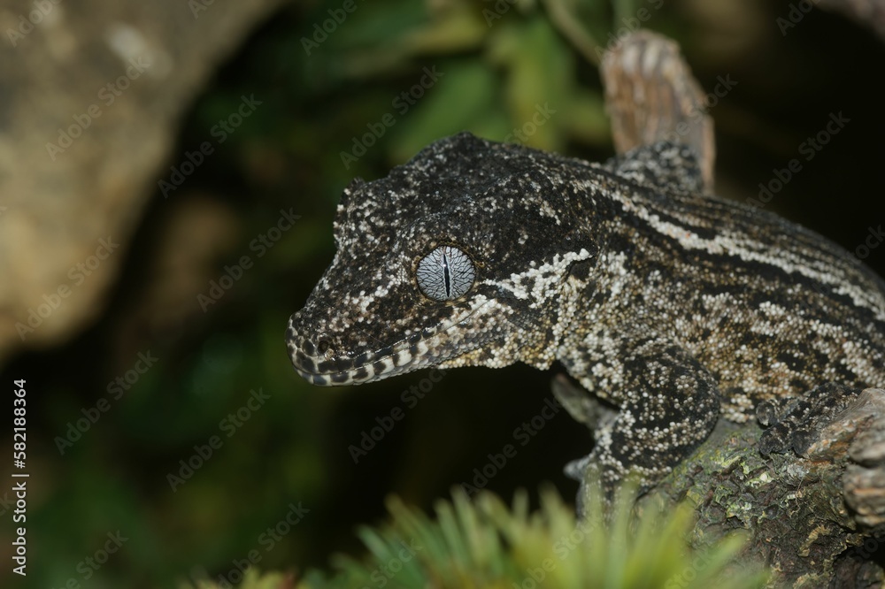 Obraz premium Closeup of the head of a gargoyle gecko or New Caledonian bumpy gecko, Rhacodactylus auriculatus