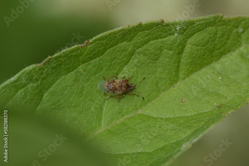 Closeup on the small birch catkin bug , Kleidocerys resedae, sitting on a green leaf © Henk Wallays/Wirestock Creators