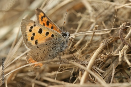 Closeup shot of the Small copper butterfly (Lycaena phlaeus) on the blurred background