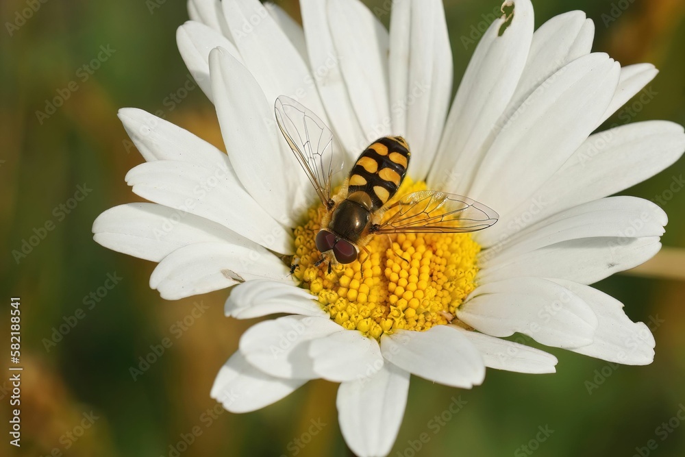 Beautiful view of Migrant hoverfly on the flower Beautiful view of Migrant hoverfly on the flower