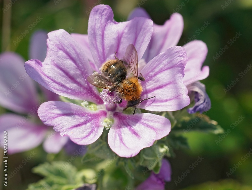 Closeup of a brown-banded carder bee pollinating a beautiful purple flower Closeup of a brown-banded carder bee pollinating a beautiful purple flower