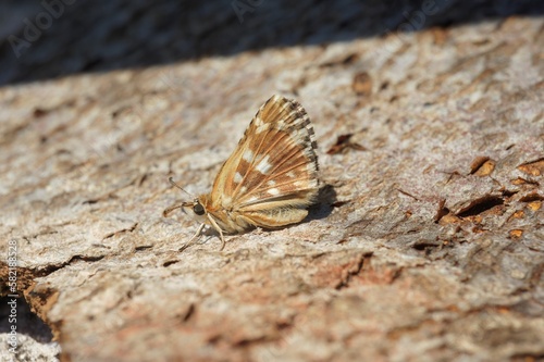 Close up of the red underwing skipper butterfly, Spialia sertorius with closed wings photo