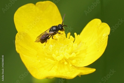 Beautiful view of Arge cyanocrocea on the yellow flower photo