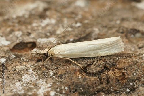 Beautiful view of Crambus perlella photo