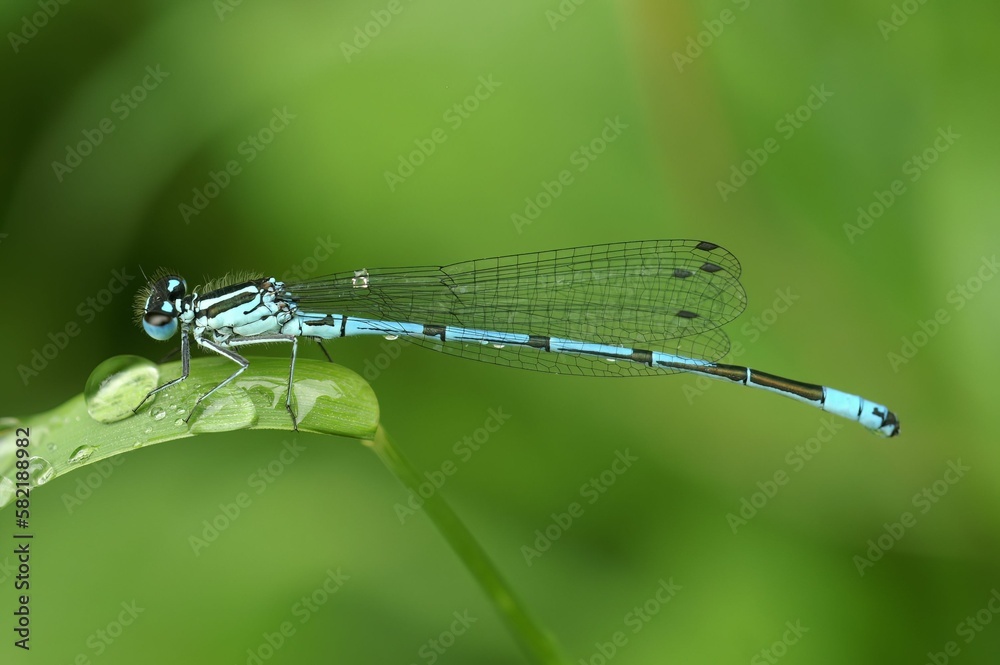Macro of an azure damselfly (Coenagrion puella) after a rainy shower Macro of an azure damselfly (Coenagrion puella) after a rainy shower