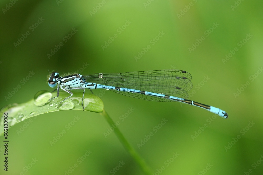 Selective focus macro view of an Azure damselfly on a blade of grass after rainfall Selective focus macro view of an Azure damselfly on a blade of grass after rainfall