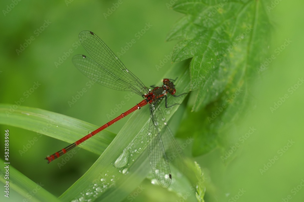 Macro of a large red damselfly, Pyrrhosoma nymphula on a green leaf Macro of a large red damselfly, Pyrrhosoma nymphula on a green leaf