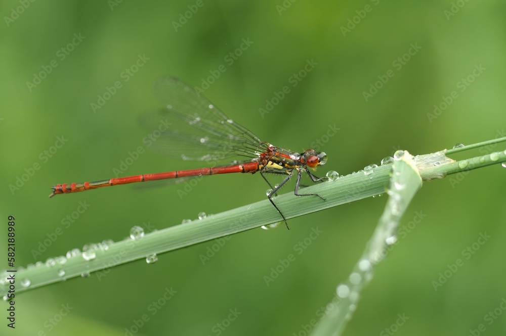 Macro of a large red damselfly, Pyrrhosoma nymphula Macro of a large red damselfly, Pyrrhosoma nymphula
