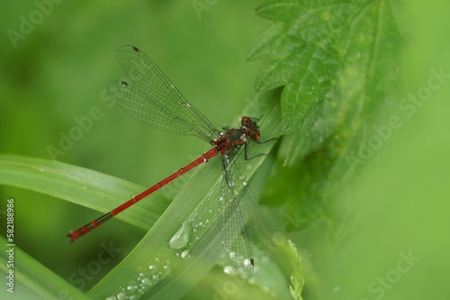 Macro of a large red damselfly, Pyrrhosoma nymphula on a green leaf