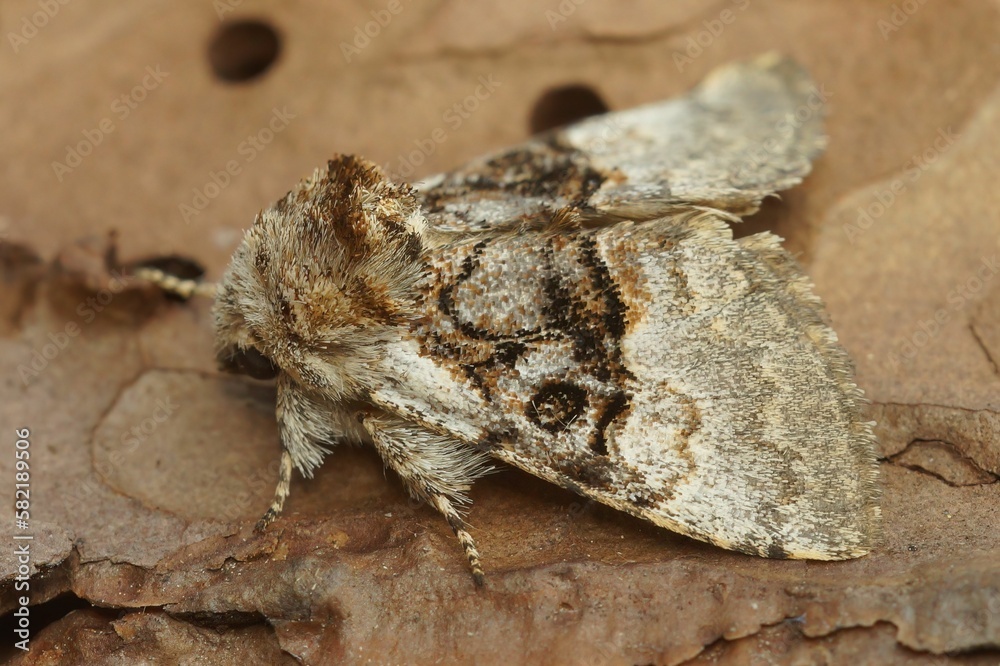 Closeup on a nut-tree tussock moth, Colocasia coryli sitting on 
