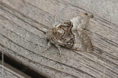 Closeup shot of a nut-tree tussock moth found standing on a wooden surface