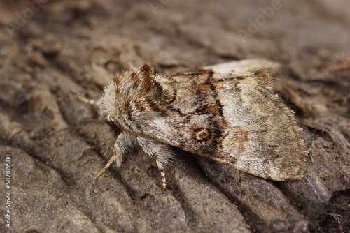 Closeup on a nut-tree tussock moth, Colocasia coryli sitting on a piece of wood