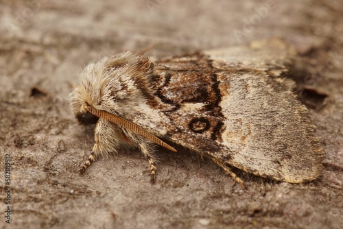 Closeup shot of a nut-tree tussock moth found standing on a wooden surface