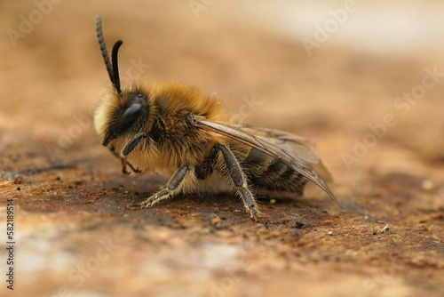 Closeup on a male Vernal colletes cunicularius, an early emergin photo