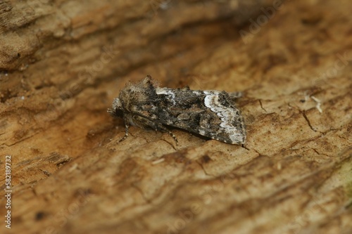 Brown Oligia strigilis moth on a wooden surface