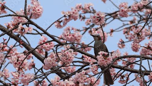 桜の木の枝に止まるヒヨドリ