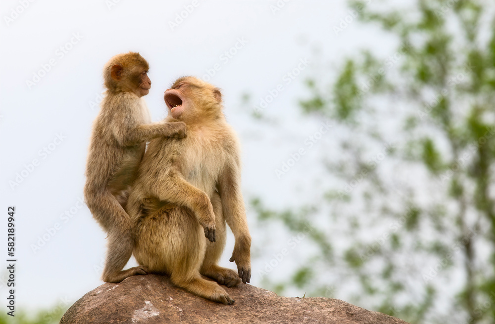Two Monkeys Communicating, with One Eagerly Passing a Message to the Other