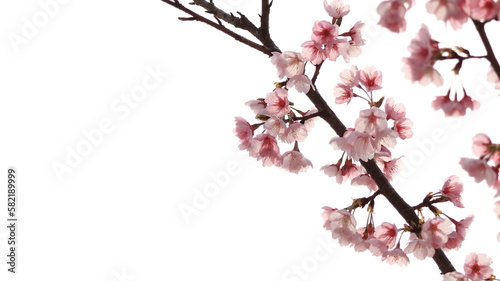 陽光に照らされた桜