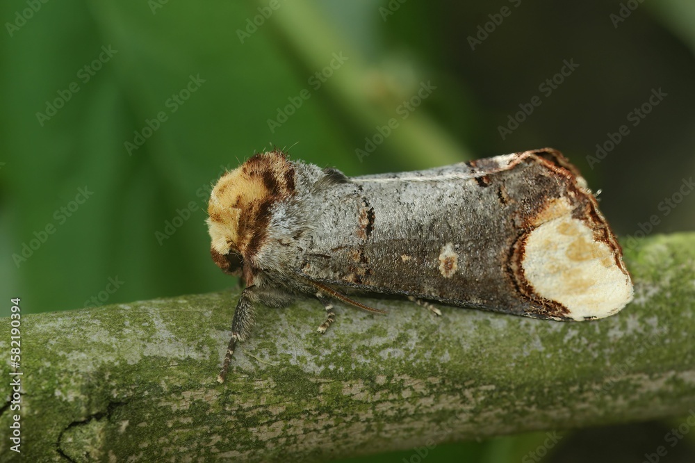 Macro shot of a buff-tip (Phalera bucephala) perched on a green leaf Macro shot of a buff-tip (Phalera bucephala) perched on a green leaf