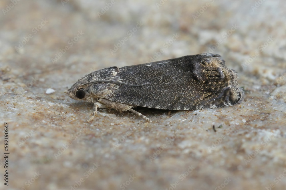 Chestnut tortrix moth (Cydia splendana) on a brown surface in closeup Chestnut tortrix moth (Cydia splendana) on a brown surface in closeup