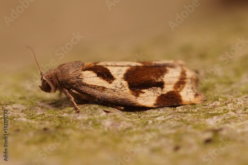 Closeup on a small Brown Oak Tortrix, Archips crataegana, sitting on wood photo