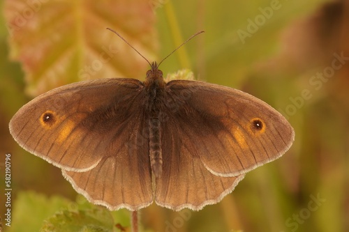 Closeup on a Meadow brown butterfly, Maniola jurtina, with half-opened wings sitting in vegetation photo