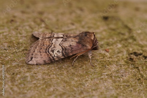 Closeup of the figure of eighty moth, Tethea ocularis photo