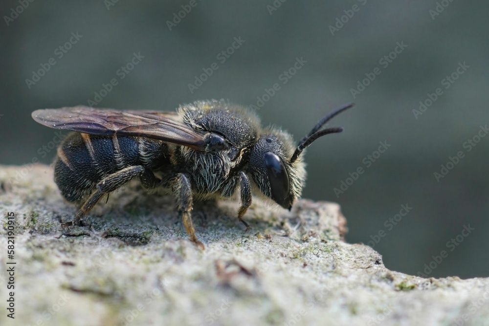 Closeup on a female cleptoparasite Little dark bee, Stelis brevi Closeup on a female cleptoparasite Little dark bee, Stelis brevi
