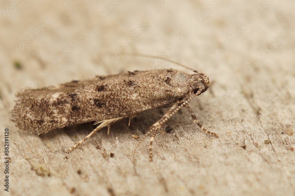 Closeup shot of the Exoteleia dodecella on a tree trunk Closeup shot of the Exoteleia dodecella on a tree trunk