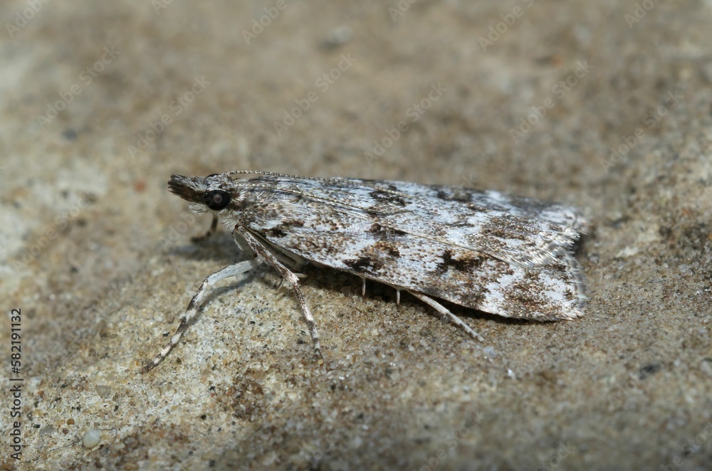 Closeup shot of the Scoparia ambigualis on the ground Closeup shot of the Scoparia ambigualis on the ground