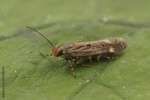 Closeup on a small brown Gelechiid plant parasite micro moth, Aroga velocella sitting on green leaf