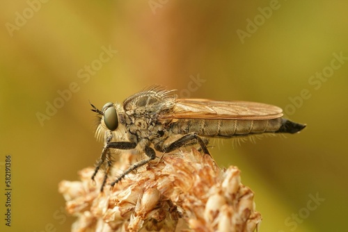 Macro shot of an Eutolmus rufibarbis robberfly isolated on a blurred background photo