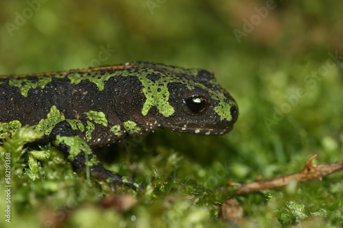 Closeup on the colorful endangered green European marbled newt, Triturus marmoratus sitting on moss © Henk Wallays/Wirestock Creators