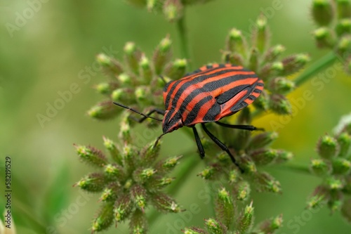 Closeup on the colorful red Italian striped bug, Graphosoma italicum sitting in green vegetation