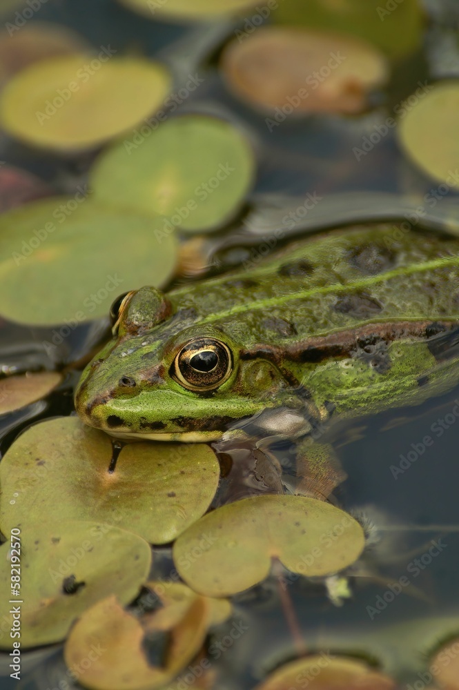 Vertical closeup on a European green frog, Pelophylax species, sitting in a pond Vertical closeup on a European green frog, Pelophylax species, sitting in a pond