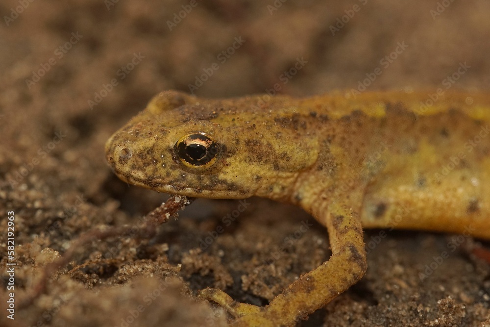 Closeup on an adult European Carpathian newt, Lissotriton montandoni sitting on the ground Closeup on an adult European Carpathian newt, Lissotriton montandoni sitting on the ground
