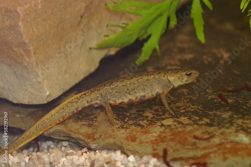 Closeup on an aquatic female Iberian newt, Lissotriton boscai underwater photo