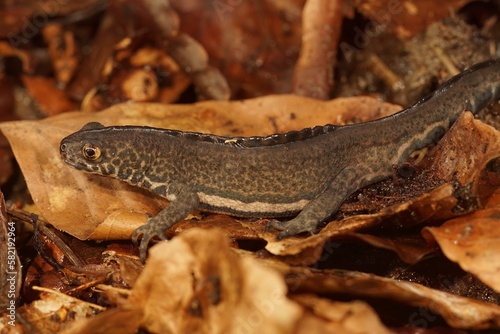 Detailed closeup on the head of a male Northern banded newt ,Ommatotriton ophryticus on green moss