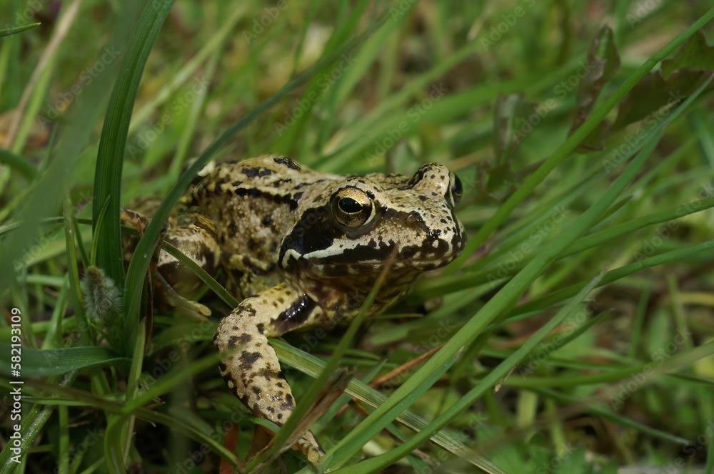 Closeup on the Iberian stream, frog (Rana iberica, sitting on the grass Closeup on the Iberian stream, frog (Rana iberica, sitting on the grass