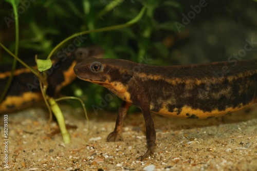 Closeup on the endangered Riu-Kiu sword-tailed fire-bellied newt, Cynops ensicauda ensicauda photo