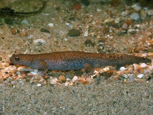 Closeup on an adult, endangered endemic Japanese Tokyo salamander, Hynobius tokyoensis underwater