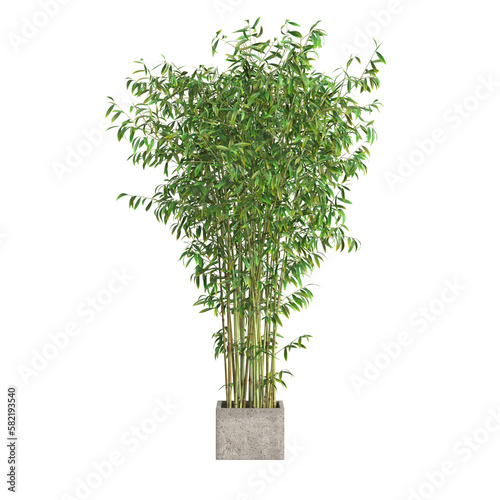 3d illustration of bamboo tree isolated on transparent background
