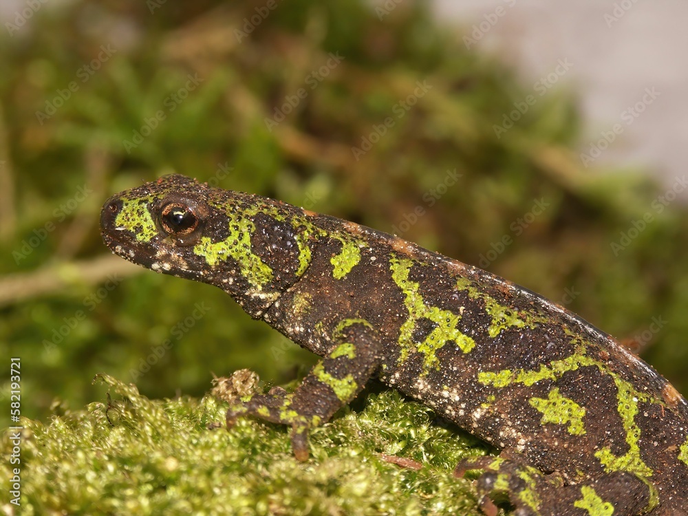 Closeup on the green French marbled newt, Triturus marmoratus sitting on moss Closeup on the green French marbled newt, Triturus marmoratus sitting on moss