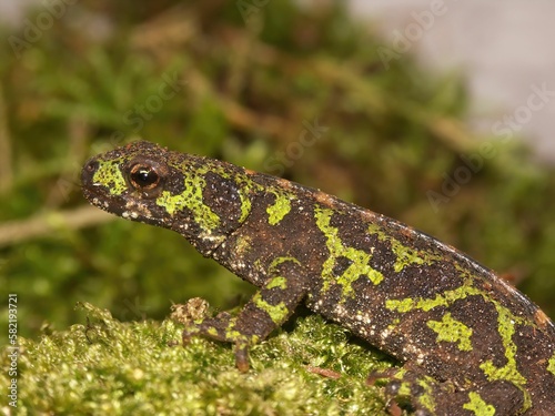 Closeup on the green French marbled newt  Triturus marmoratus sitting on moss